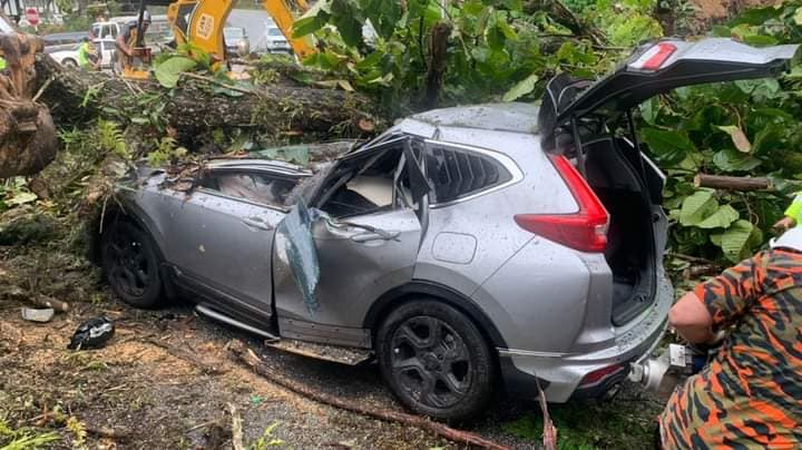 One injured after uprooted tree crushes vehicle following landslides in cameron highlands | weirdkaya