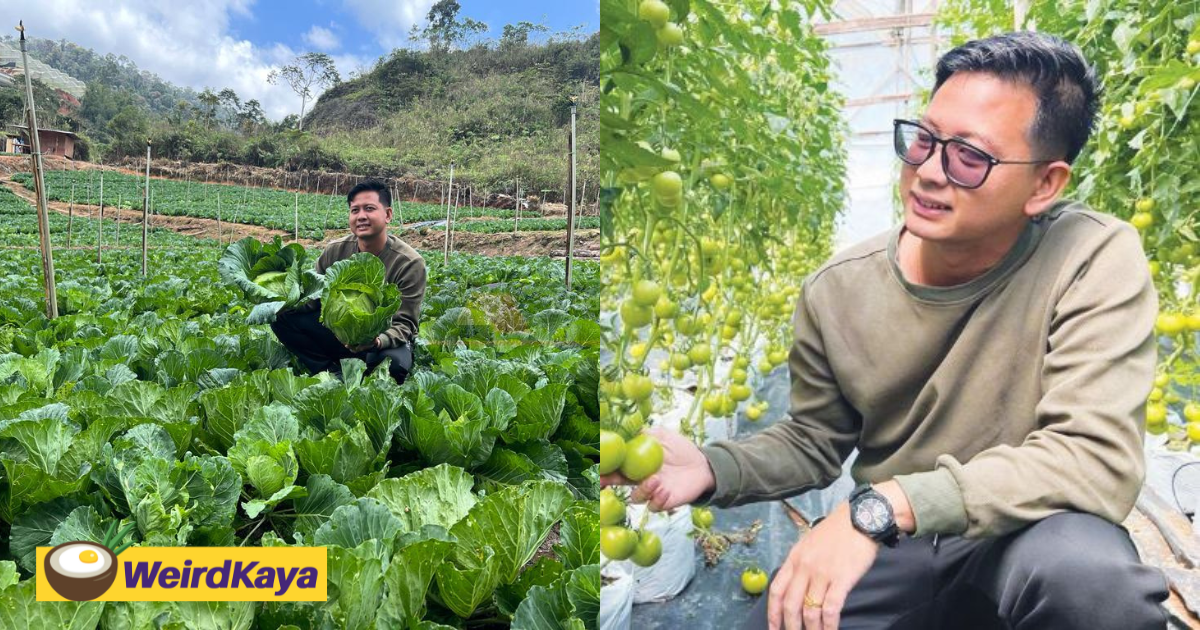 29yo m'sian man earns nearly rm400k monthly by planting various vegetables | weirdkaya