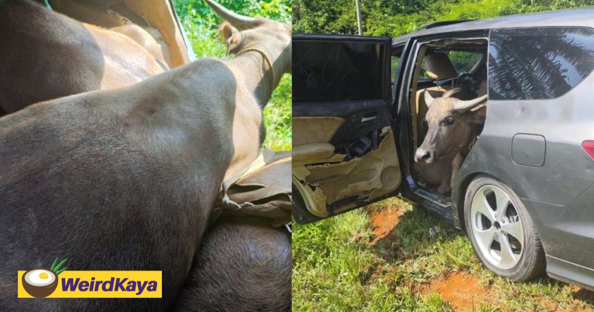 3 buffaloes found squeezed at backseat of mpv abandoned by the roadside | weirdkaya