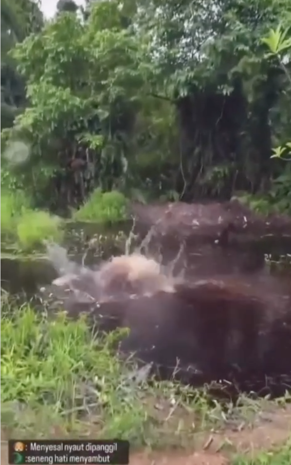 3 men throw stray dog into crocodile-fested river for stealing their food 2
