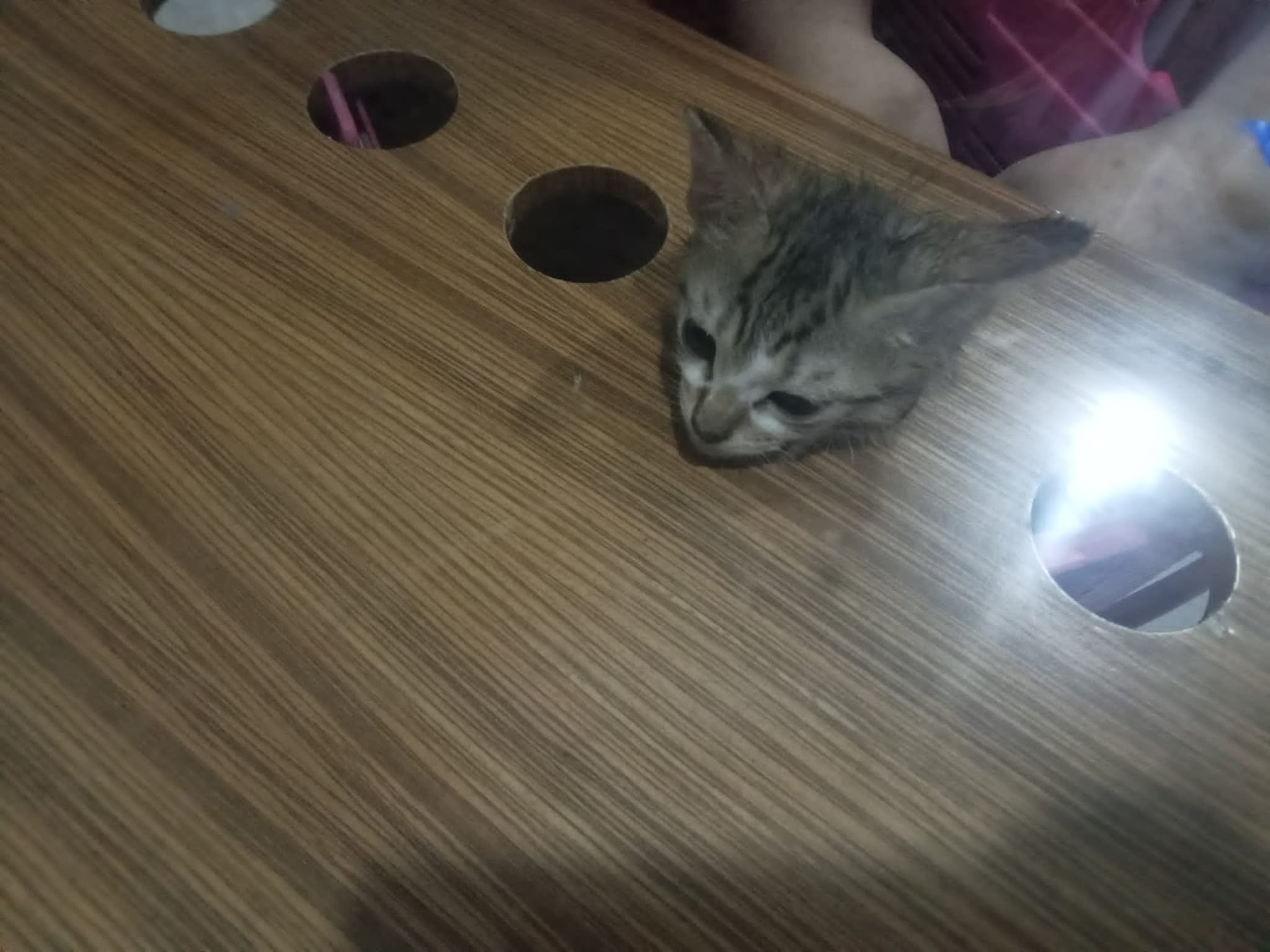 Cat head stuck at coffee table