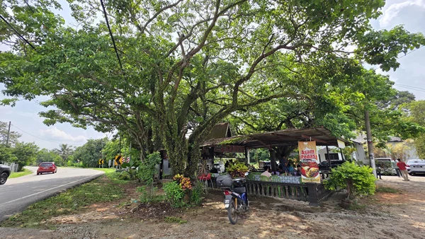 50 sen nasi lemak in Melaka (1)