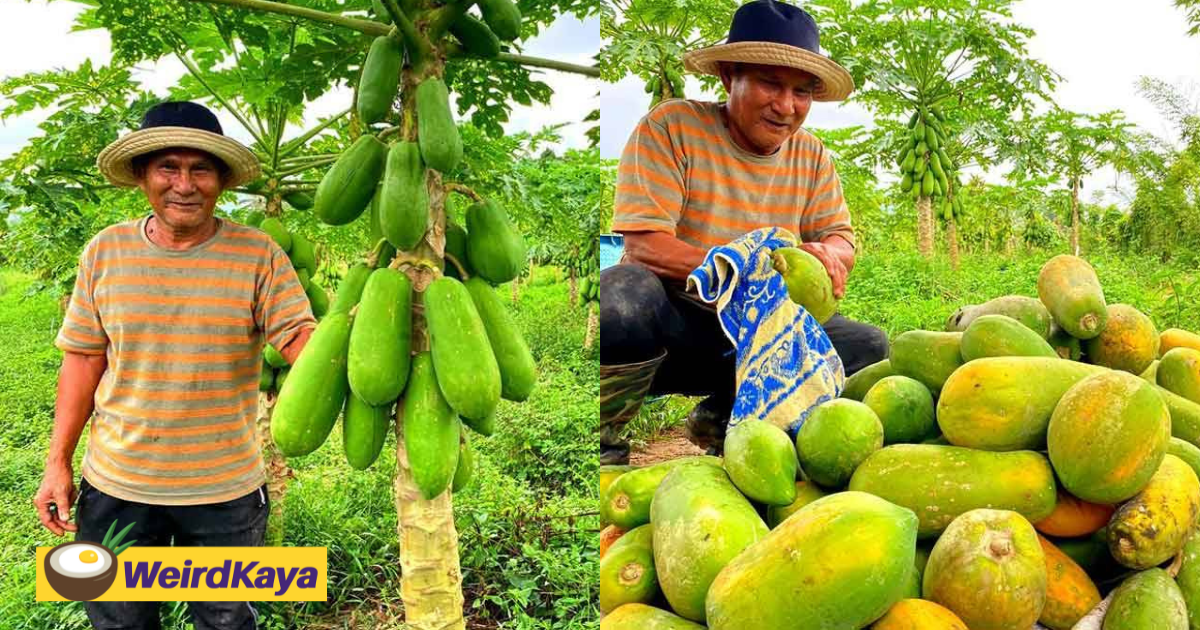 66yo m'sian man earns rm20k monthly planting papayas, says it's his hobby | weirdkaya