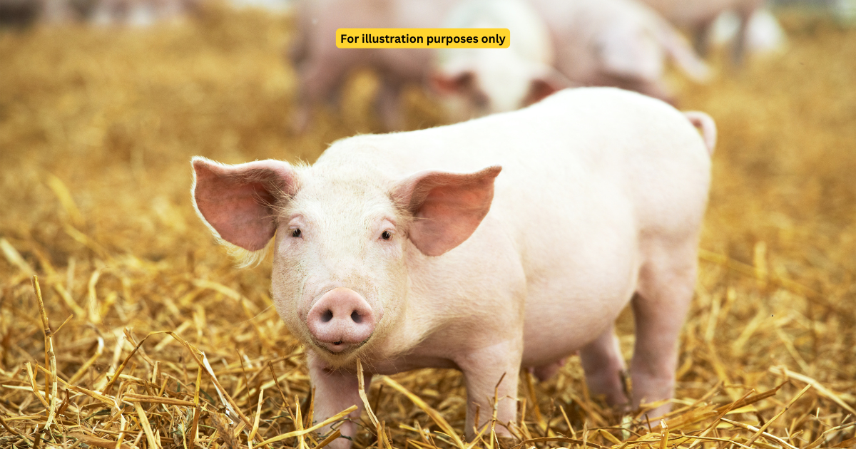 7yo M’sian Student Calls Teacher 'Pig' After She Steps In To Stop Him From Bullying A Classmate