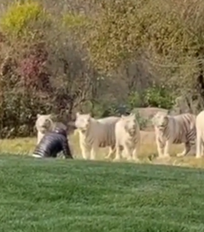 A tourist intrudes a group of white tigers at the beijing wildlife park (2)