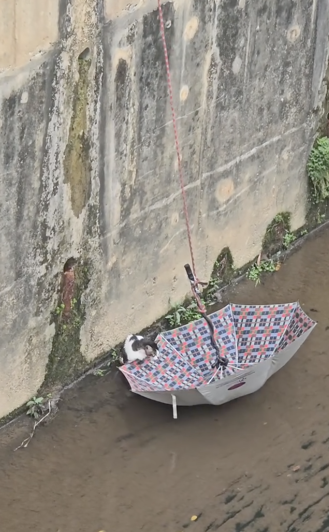 Cat Falls Into Drain Near MRT Taman Equine, Rescued After 2 Attempts By Bomba
