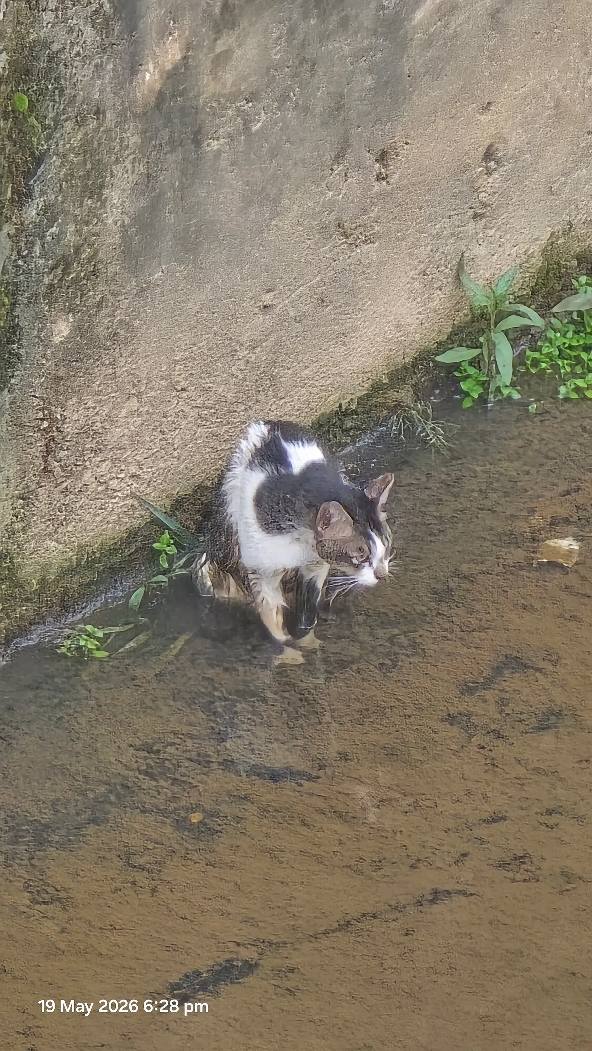 Cat Falls Into Drain Near MRT Taman Equine, Rescued After 2 Attempts By Bomba