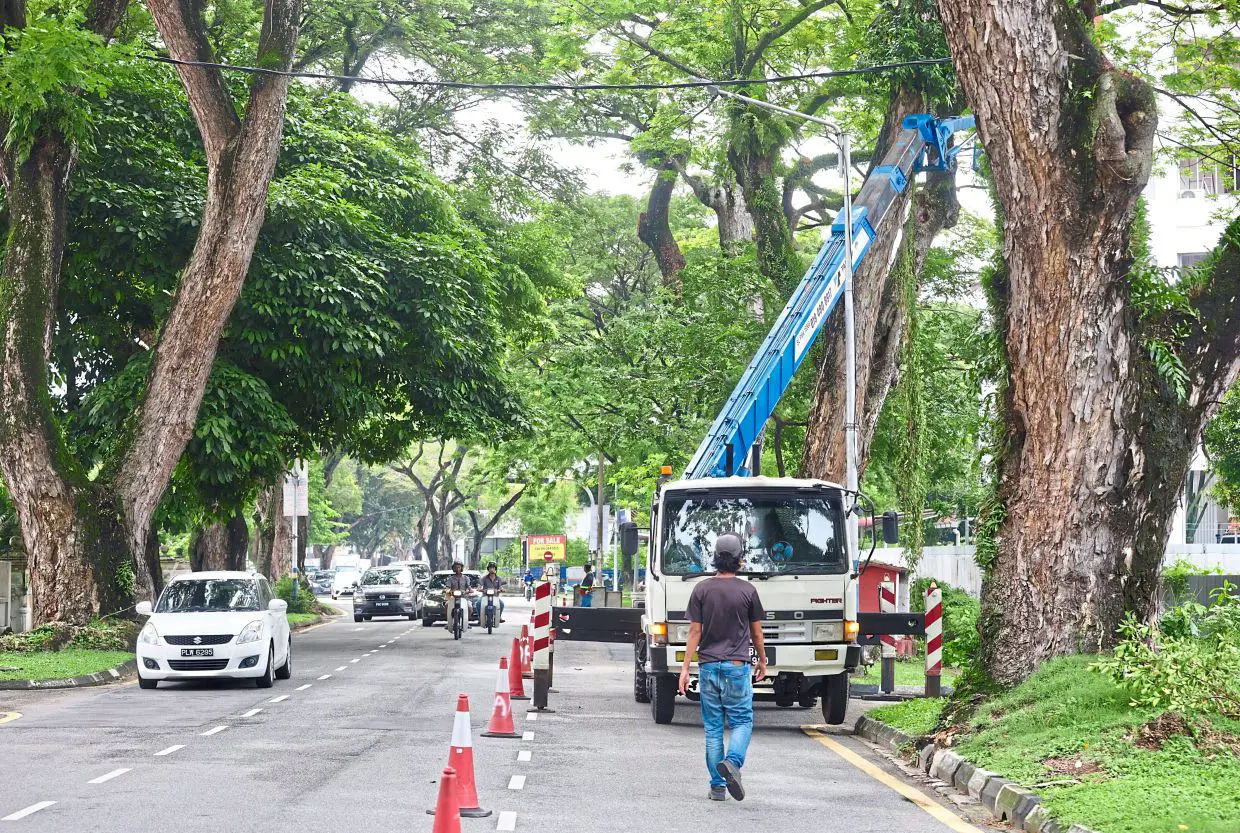 Council workers trimming trees