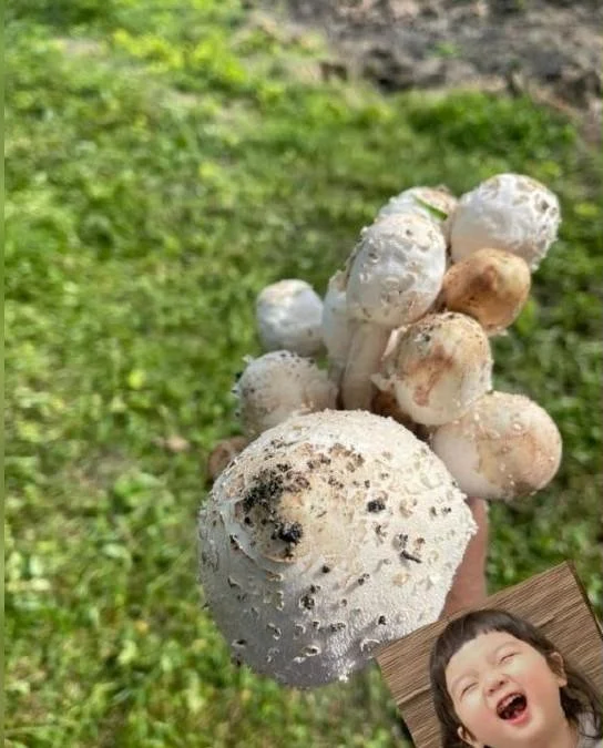 Couple eats toxic mushrooms (2)
