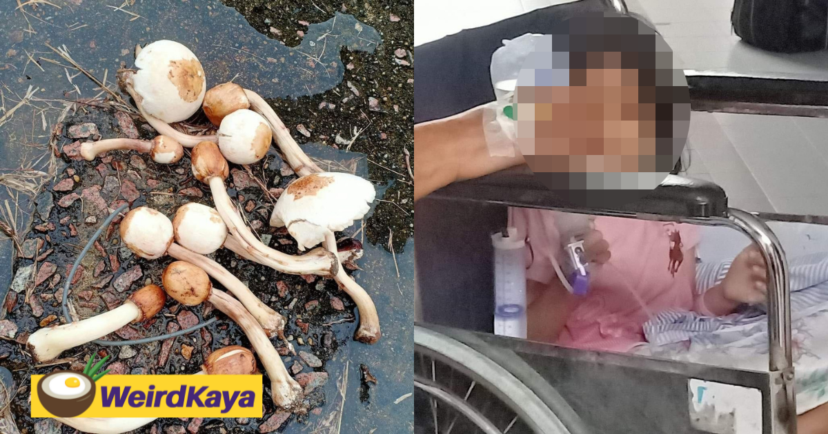 Family of nine suffers food poisoning after eating wild mound mushrooms | weirdkaya
