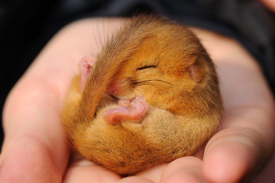 Who let the rats out? Italy police bust mafia ring serving hundreds of frozen dormice