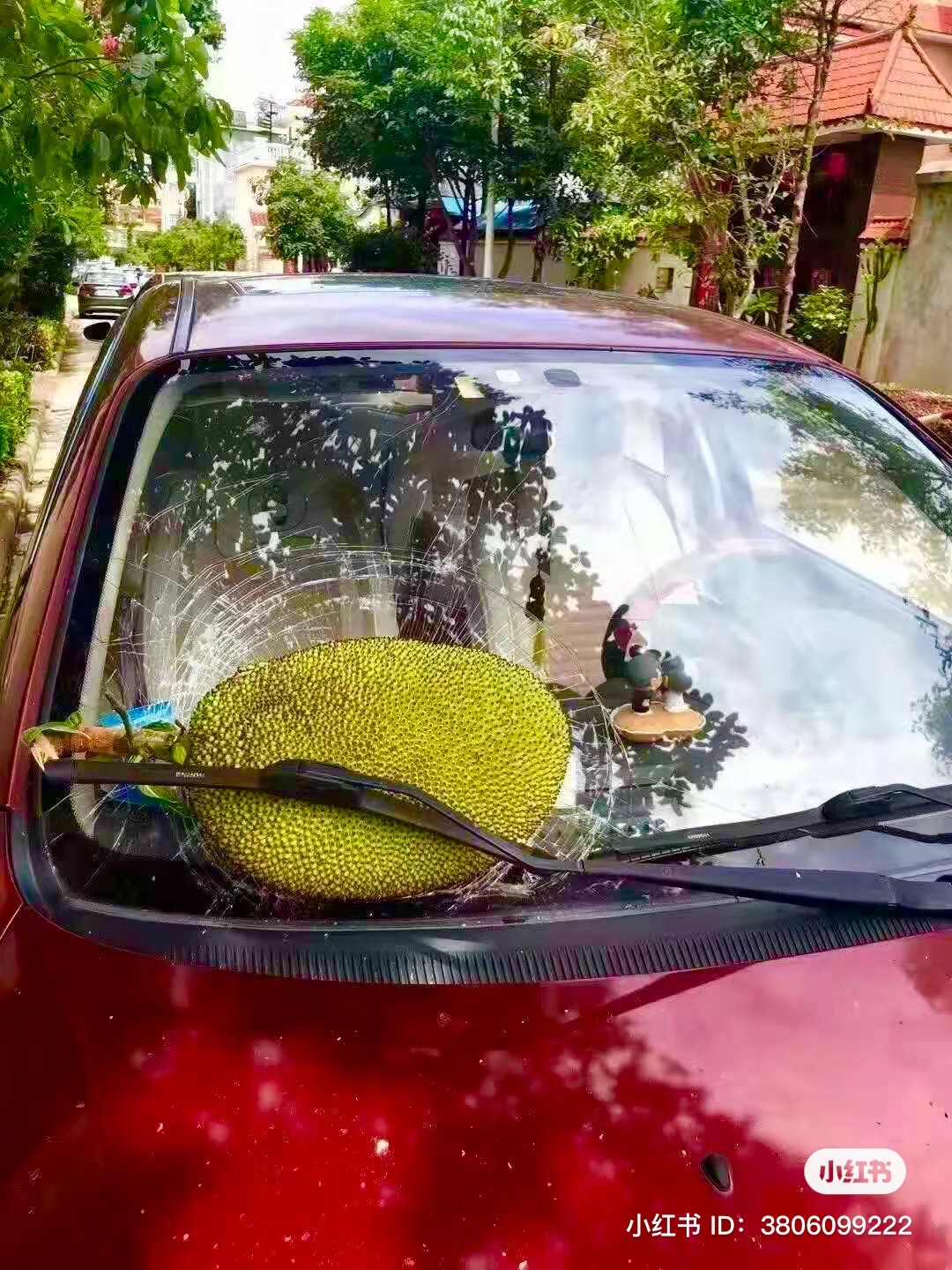 Giant cempedak falls on car's windscreen, car owner seeks help online 02