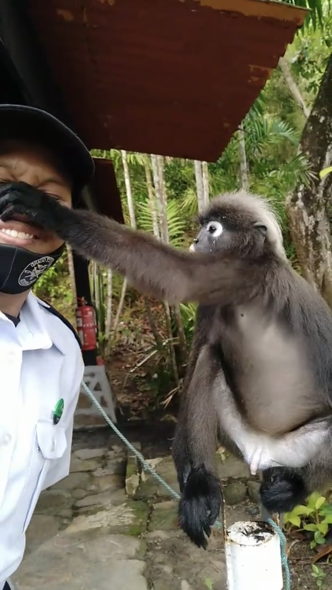 [video] security guard’s encounter with cheeky dusky leaf monkey goes viral online