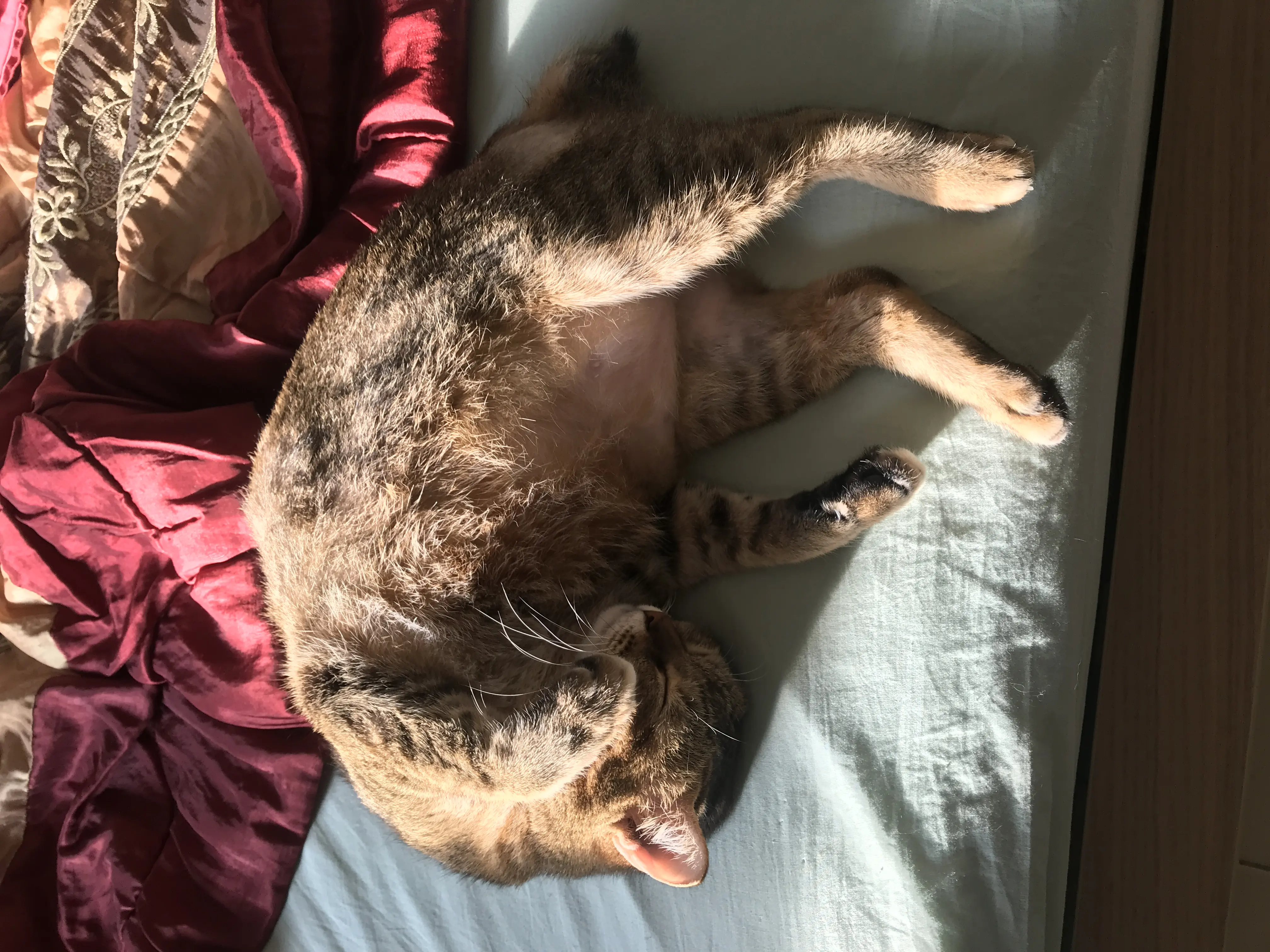 All about the cat-titude: understanding my furry friend | weirdkaya