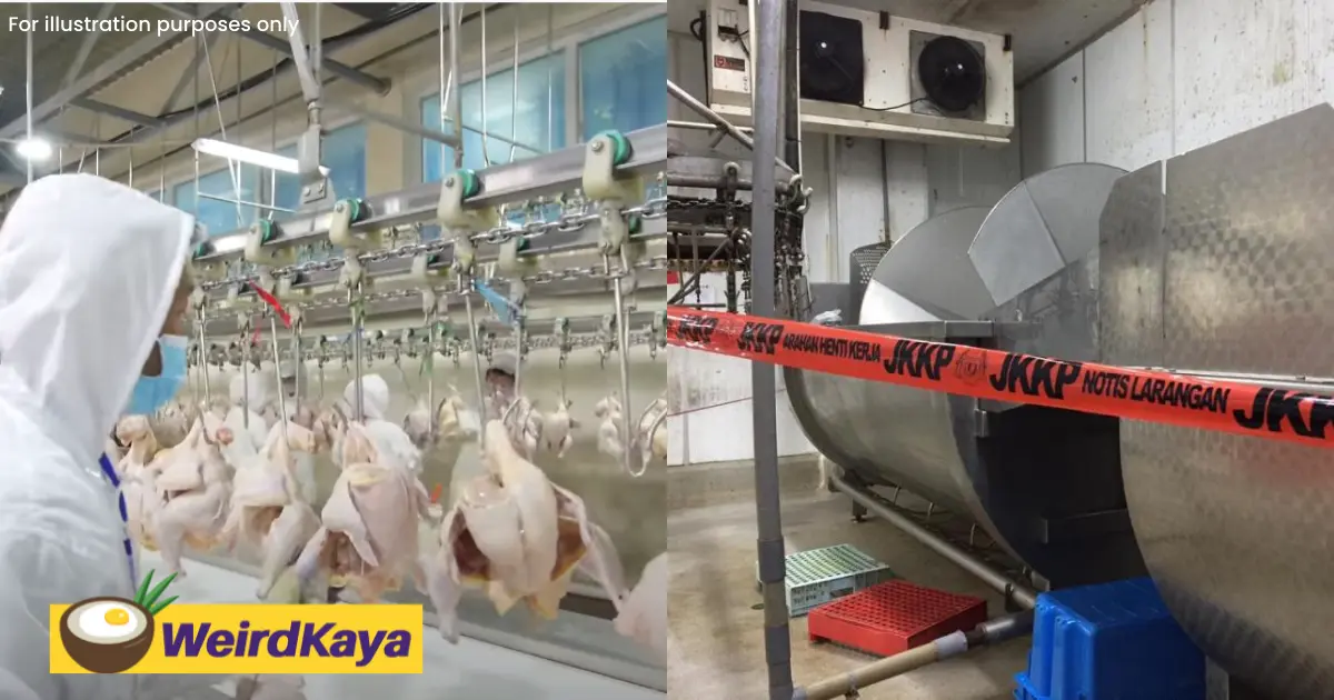 Johor worker crushed to death after falling into spin chiller at chicken processing factory | weirdkaya