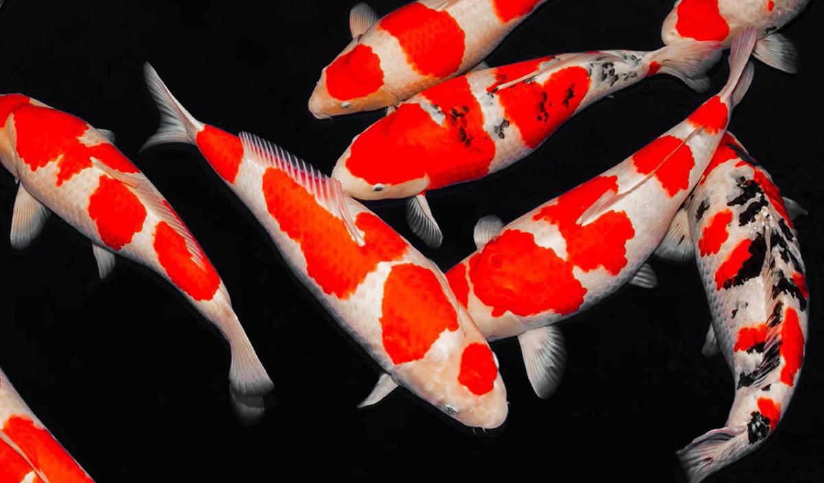 Man sells off land to buy japanese koi fish worth rm300,000 | weirdkaya