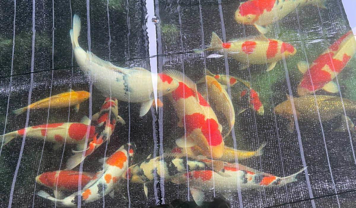 Man sells off land to buy japanese koi fish worth rm300,000 | weirdkaya