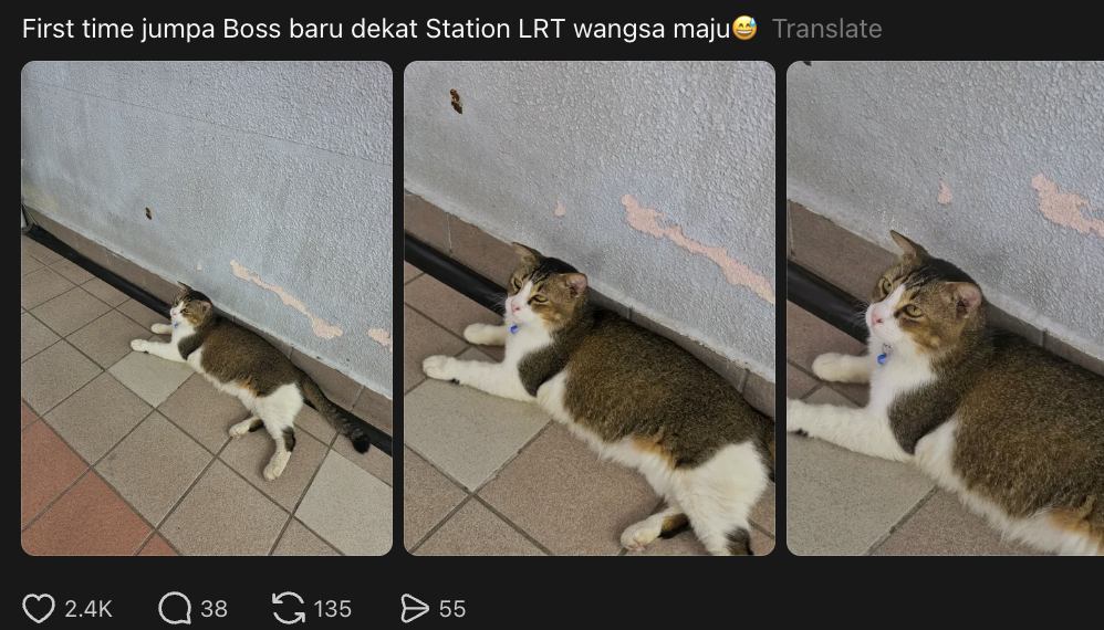 LRT Wangsa Maju Has A New Cat ‘Boss' & M’sians Are Already Obsessed