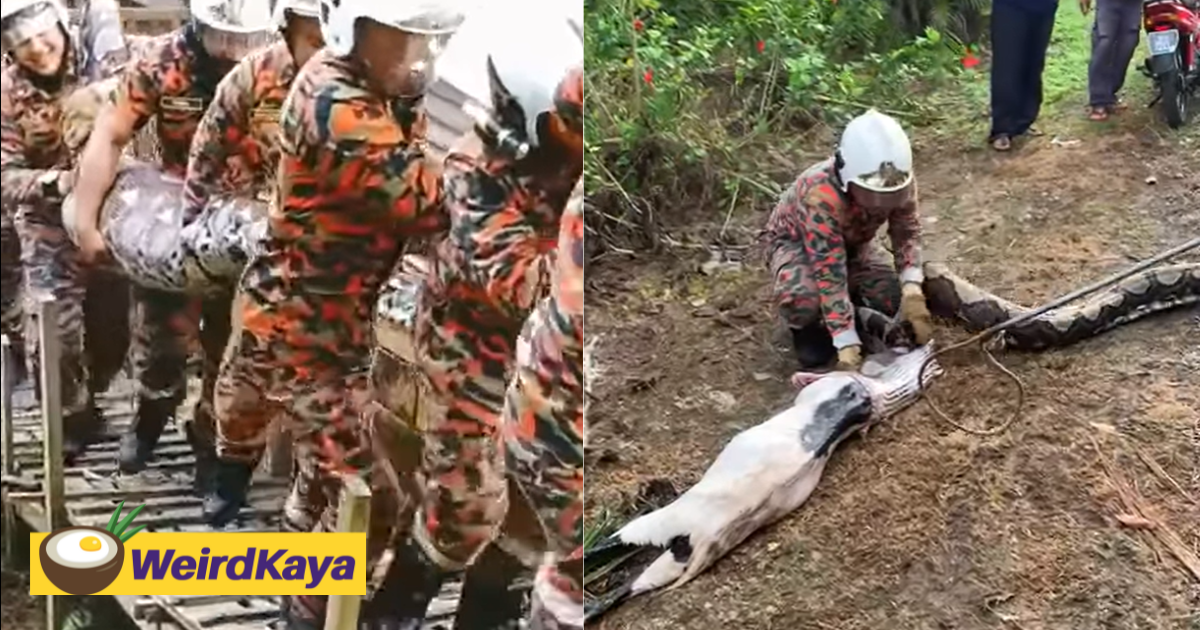 80kg Python Captured In Johor After It Swallowed A Female Goat Whole