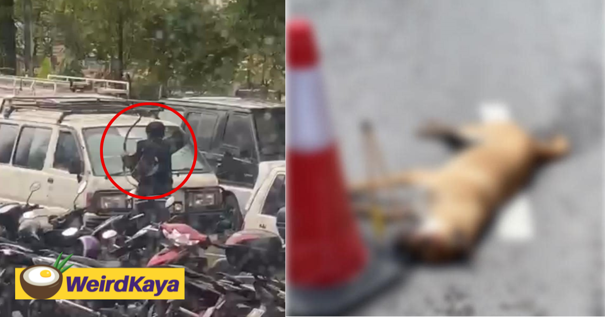 Disturbing video shows m'sian man killing stray dog with bow and arrow | weirdkaya