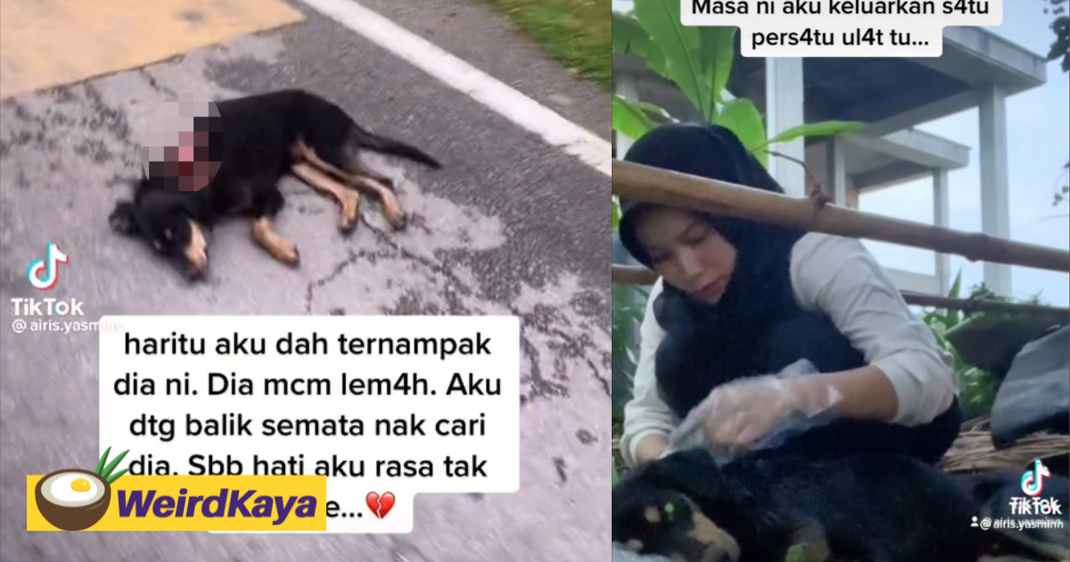 M'sian Girl Tries To Rescue Injured Dog On The Street, Gets Devastated After Knowing The Dog Dies The Next Day