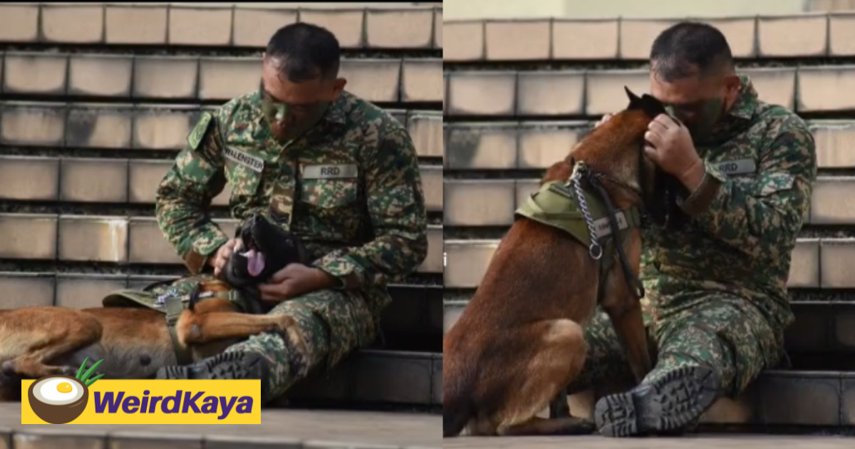 Netizens saddened over loki's last moment with its owner during national day celebration | weirdkaya