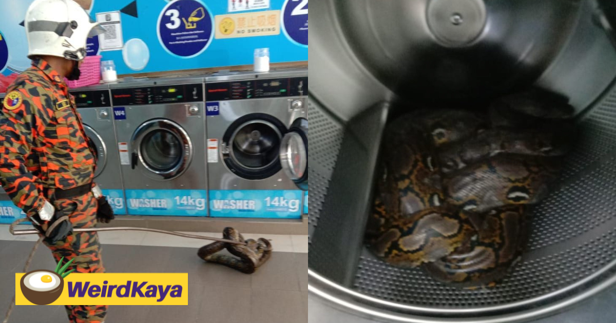 20kg python found inside washing machine at a laundromat in johor | weirdkaya