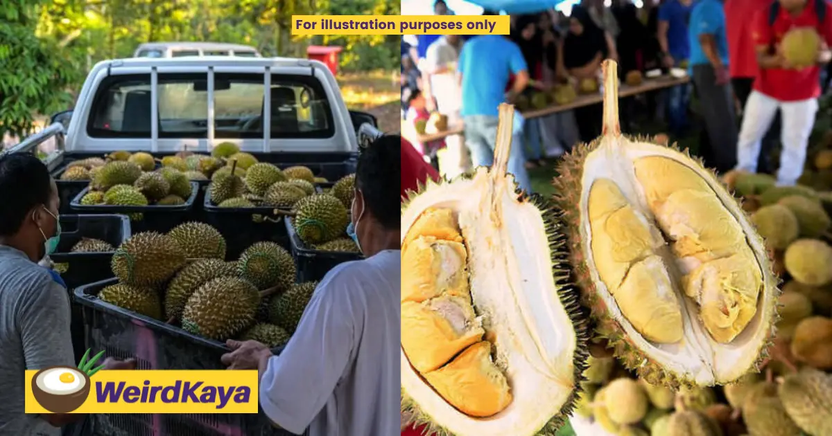 Durian traders spark new covid cluster in kelantan | weirdkaya