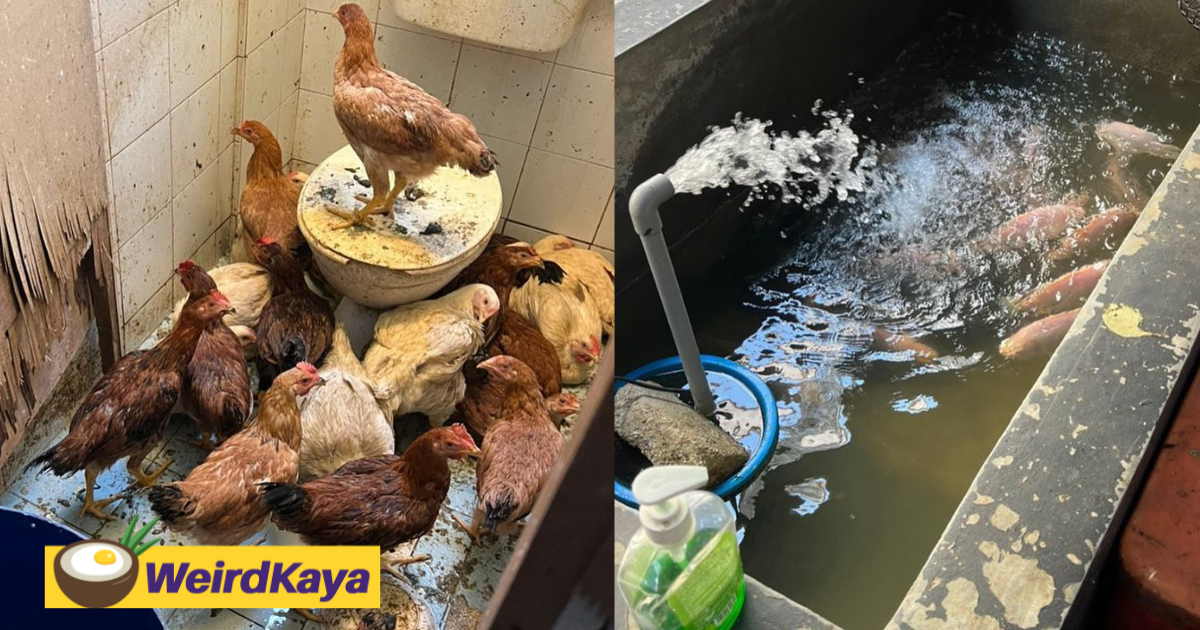Live chickens found inside toilet in shah alam, leaves health inspectors baffled | weirdkaya