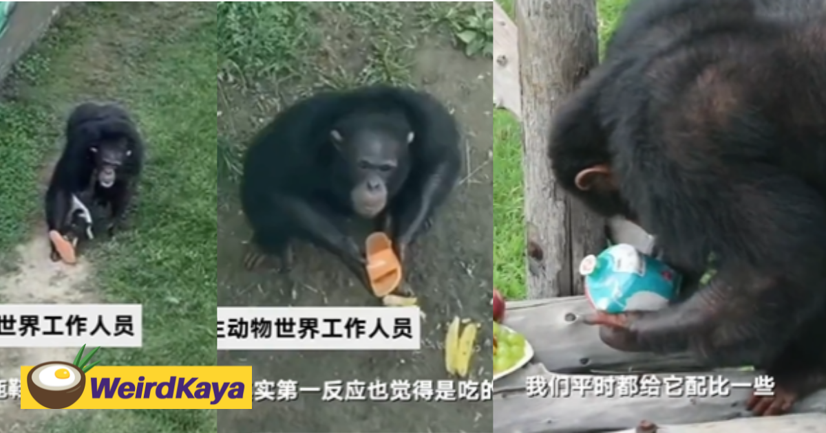 [video] clever orangutan in china zoo tosses back slipper in exchange for popcorn | weirdkaya