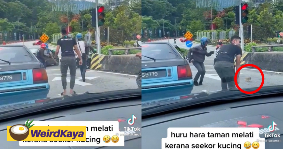 [video] group of m'sians try to rescue oyen near traffic light, leaves netizens amused | weirdkaya