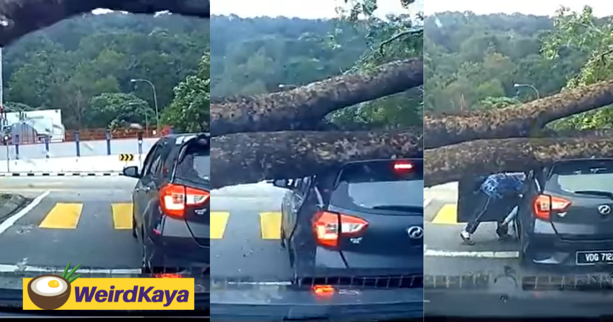 [video] huge tree crashes down on two cars waiting at a traffic light in wangsa maju | weirdkaya