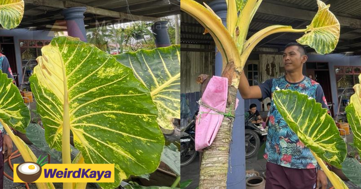 Kelantan man turns his rm80 yam tree into one that's now worth rm100,000 | weirdkaya