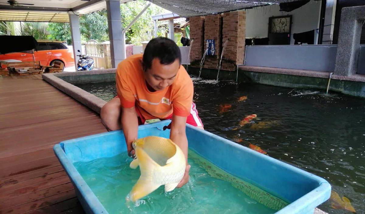 Man sells off land to buy japanese koi fish worth rm300,000 | weirdkaya