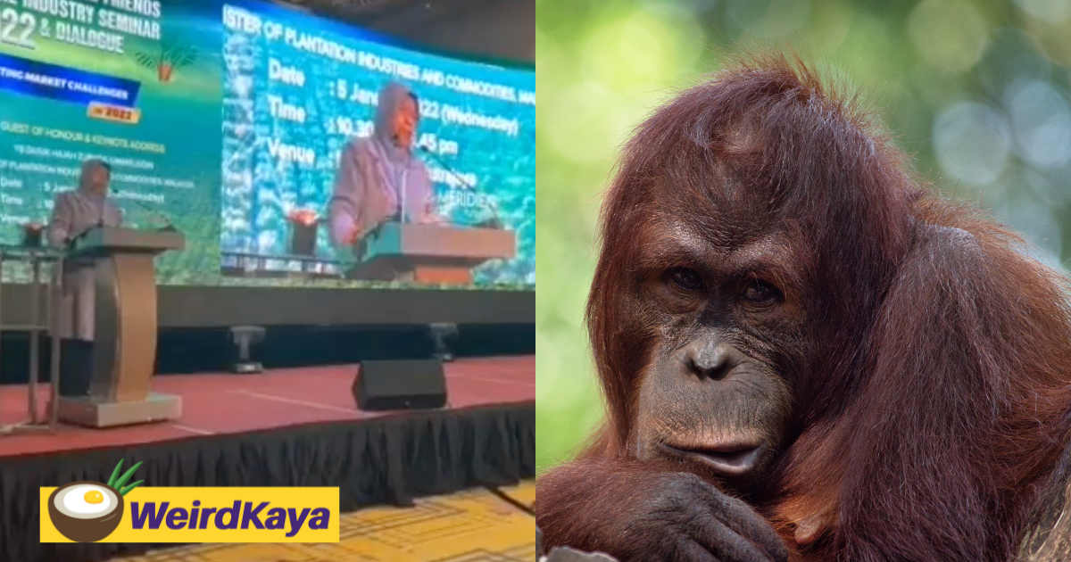 [video] 'orangutans will kill you first, correct? ' zuraida becomes laughingstock over bizarre claim | weirdkaya