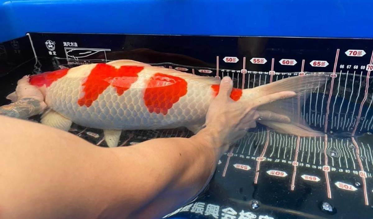 Man sells off land to buy japanese koi fish worth rm300,000 | weirdkaya