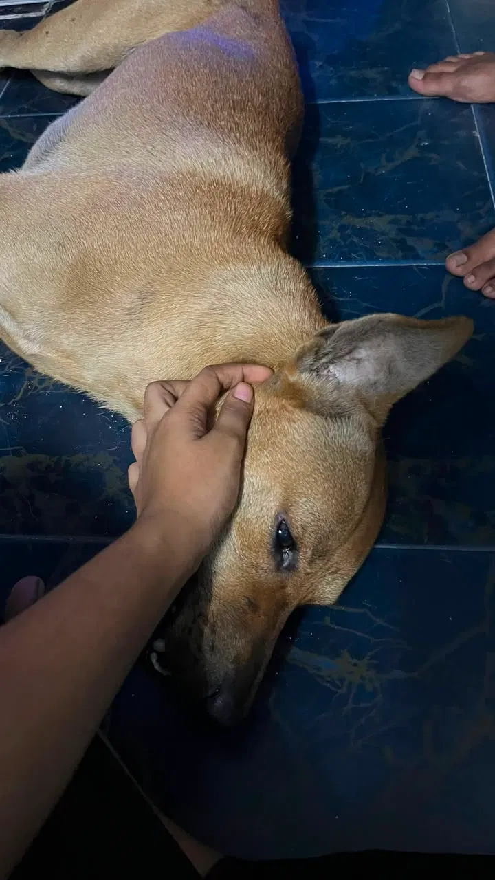 SAFM-urges-full-probe-into-alleged-killing-of-pet-dog-in-Port-Klang
