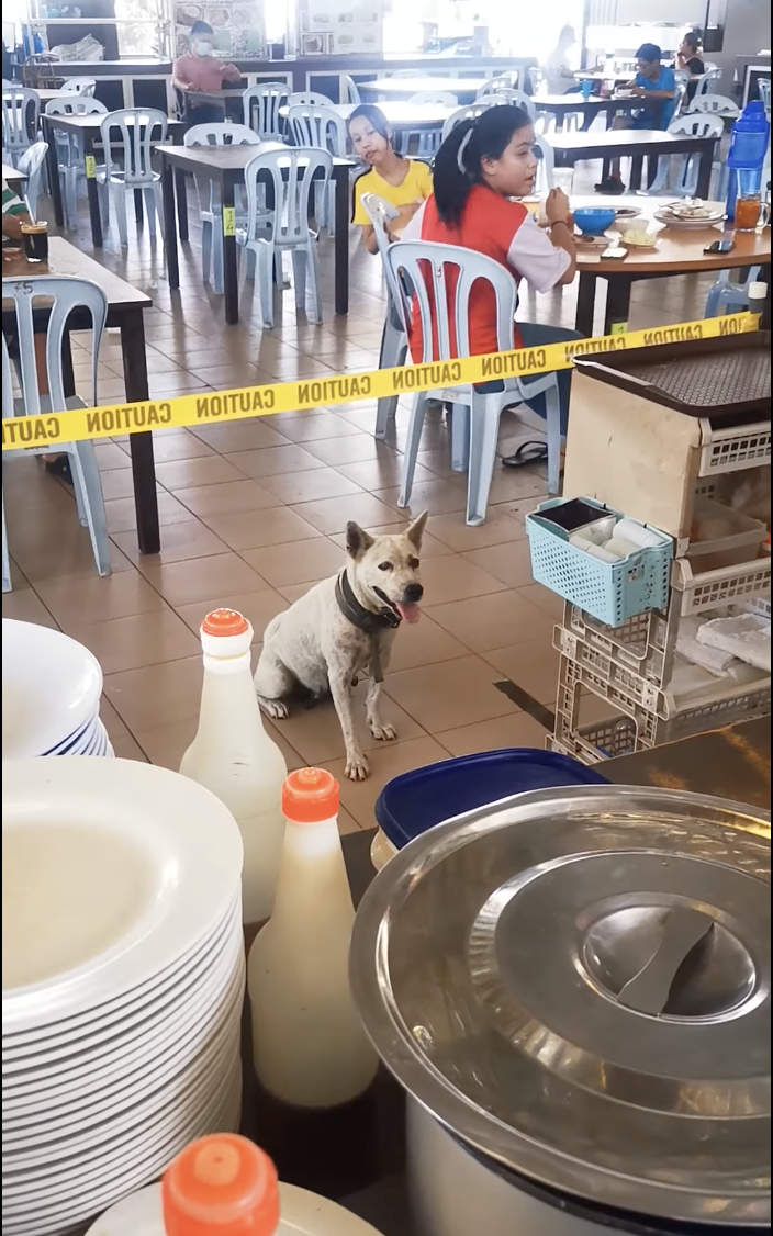 Adorable “tapau” dog shot dead by local authorities, netizens express outrage and grief