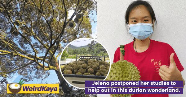 A Stroll Through Jelena’s Durian Wonderland