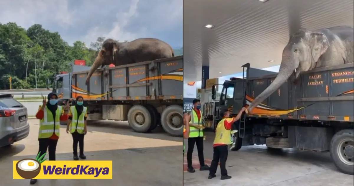 Elephant stops by a shell petrol station much to the delight of workers | weirdkaya
