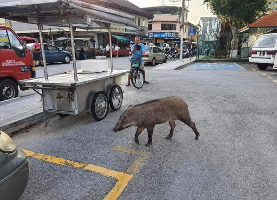 Wild boar's short stroll along gurney drive put to an abrupt end by wildlife authorities | weirdkaya