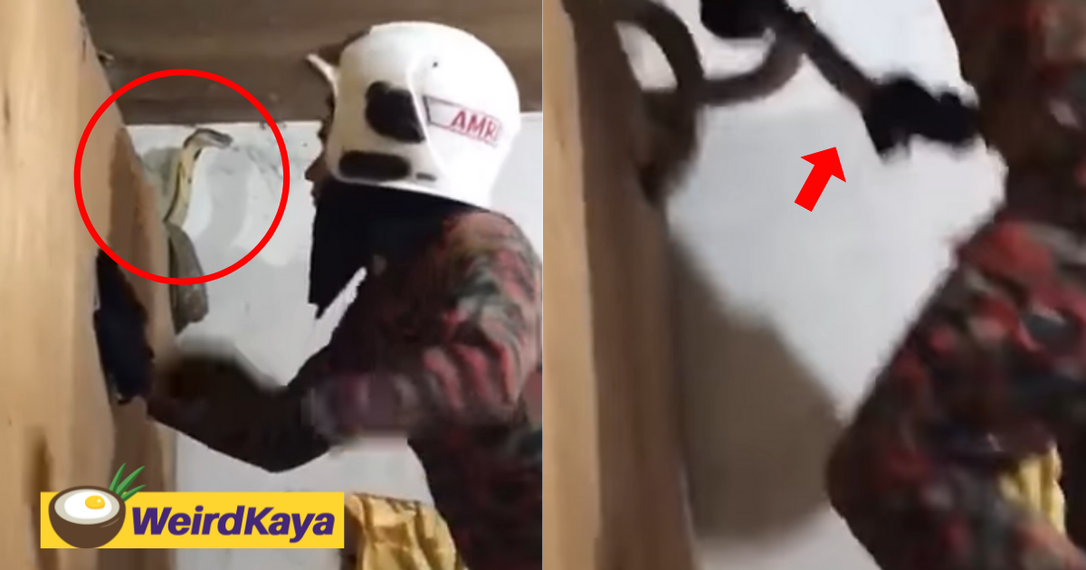 [video] fearless fireman captures huge snake with his bare hands | weirdkaya