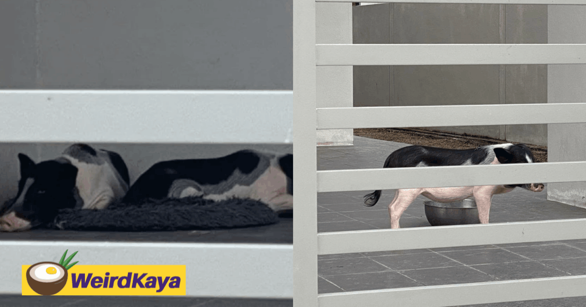 Irresponsible tenant abandons two pigs at penang terrace before moving out | weirdkaya
