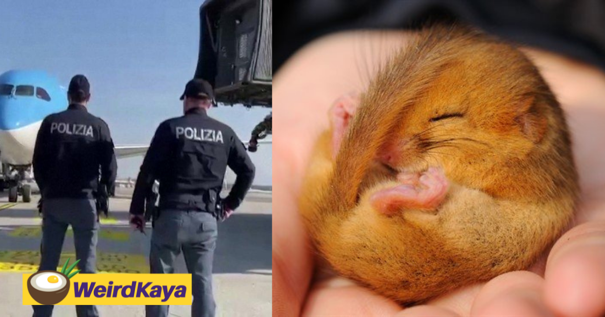 Who let the rats out? Italy police bust mafia ring serving hundreds of frozen dormice | weirdkaya
