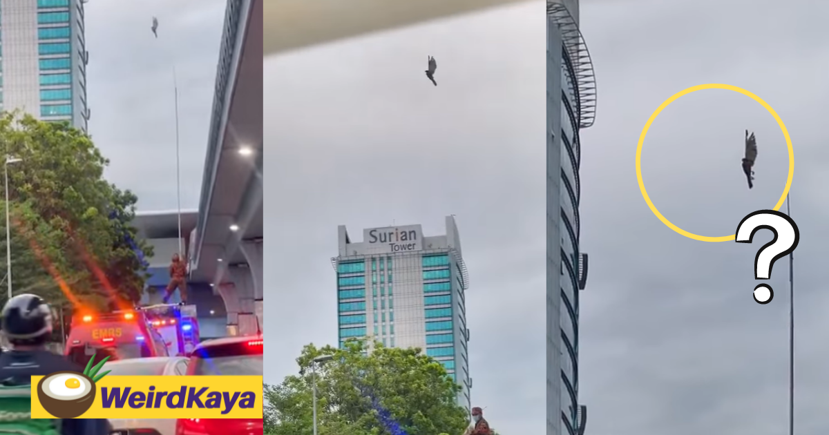 [video] 'where's the rope? ' motorists left confused to see eagle dangling mid-air near mrt station | weirdkaya