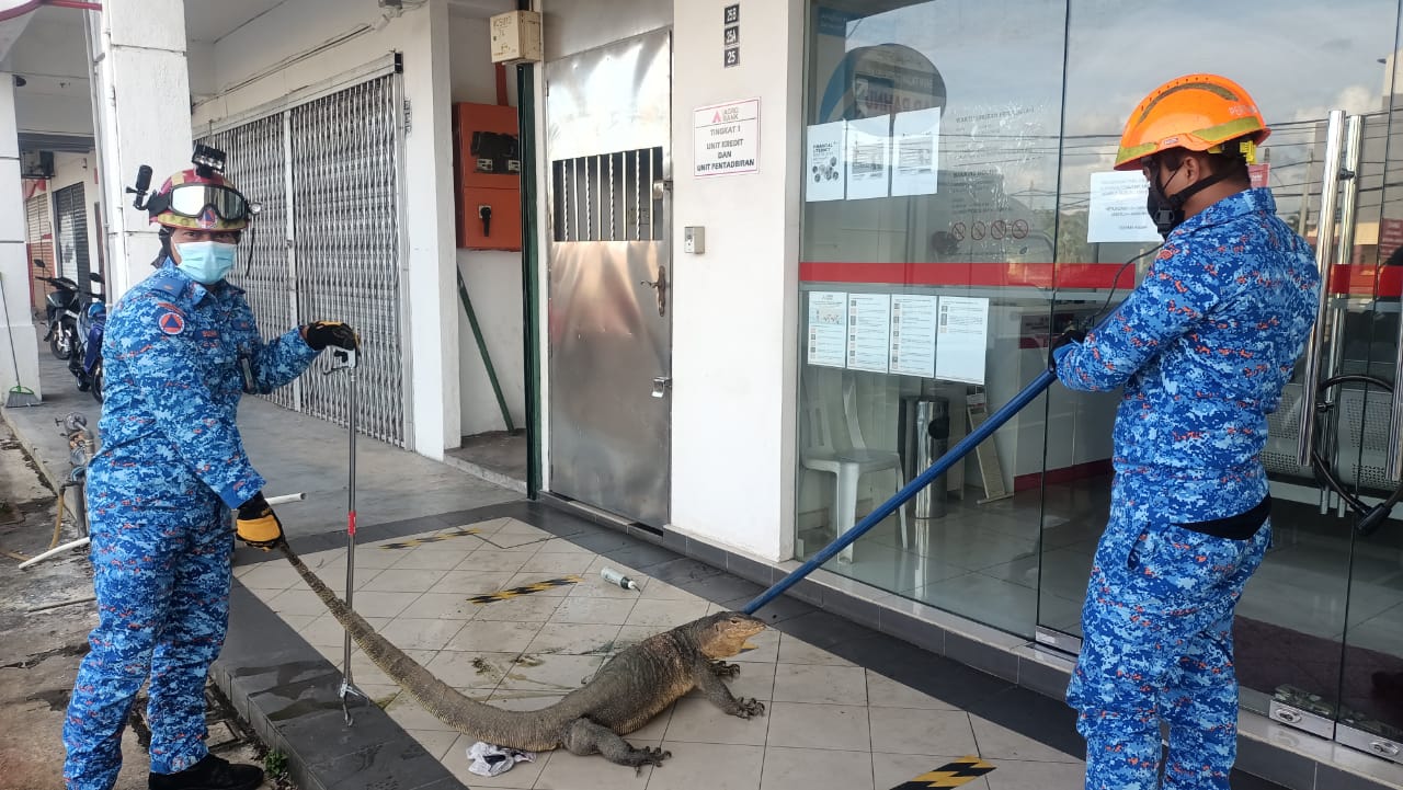 20kg monitor lizard wanders into bank, leaving patrons bewildered | weirdkaya