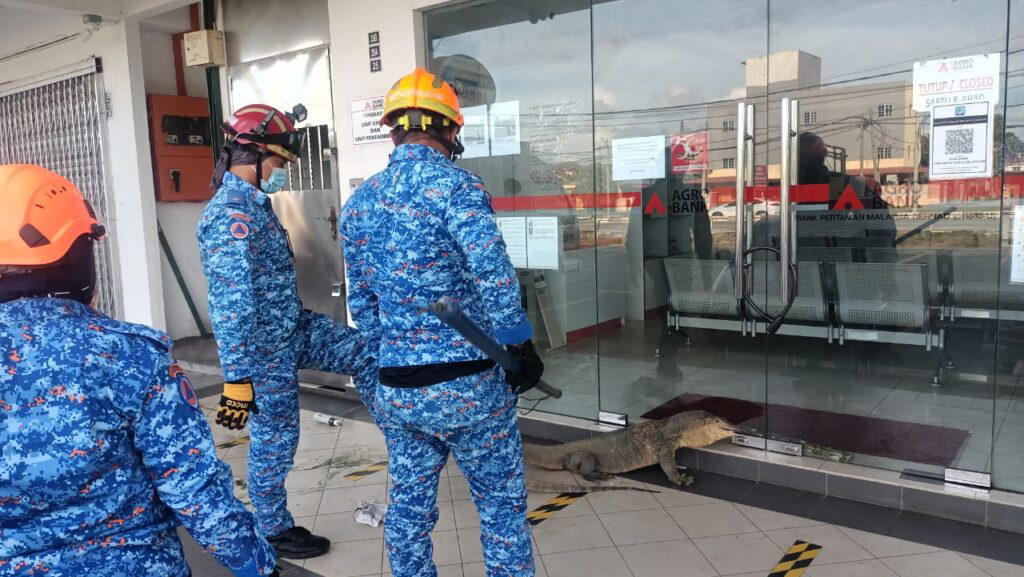 20kg monitor lizard wanders into bank, leaving patrons bewildered | weirdkaya