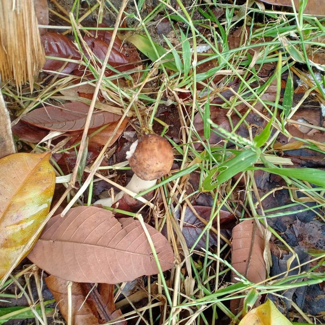 Family of nine suffers food poisoning after eating wild mound mushrooms | weirdkaya