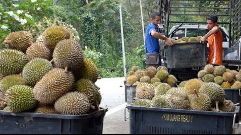 Durian traders spark new covid cluster in kelantan | weirdkaya