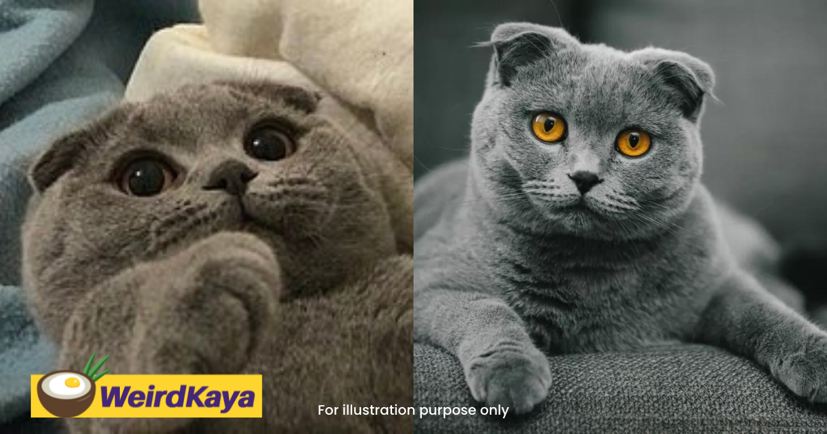 Young teacher loses rm69030 for buying a scottish fold cat online | weirdkaya
